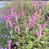 Sanguisorba obtusa 'Lilac Squirrel' - Tömp punanupp 'Lilac Squirrel' P9/0,55L